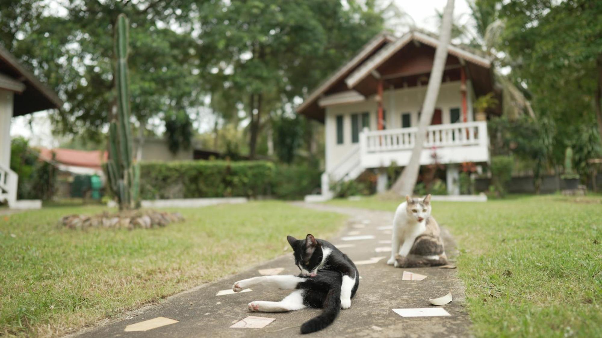 My Home Resort - Koh Phangan Vacation House Rentals Ban Madua Wan Esterno foto